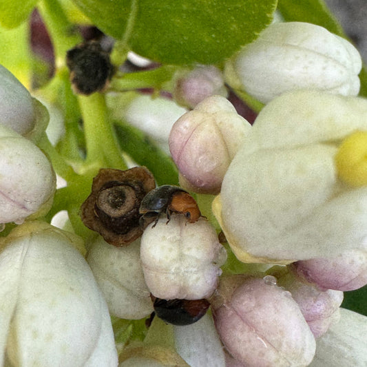 Real Good Bug Garden Essentials Box - 300 sqft Natural Pest Defense Kit