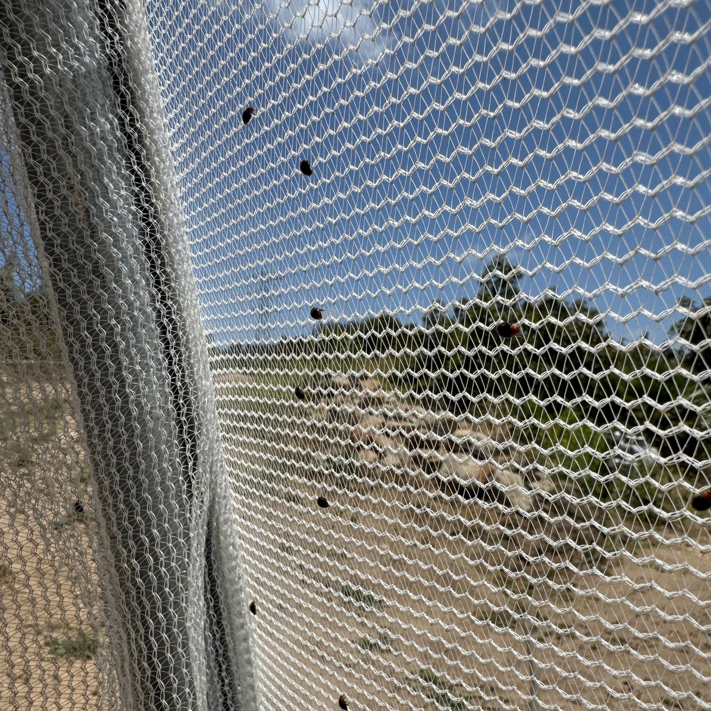 Cryptolameus "Mealybug Destroyer" Beetle Boost - Mealybug Suppression