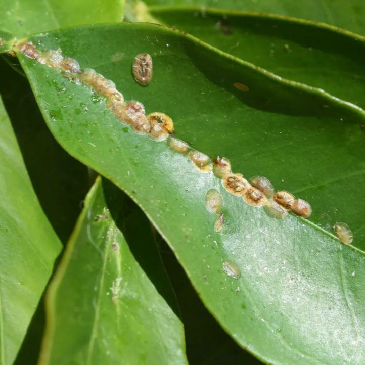 Lindorus "Scale Destroyer" Beetle Boost - Armored Scale Suppression