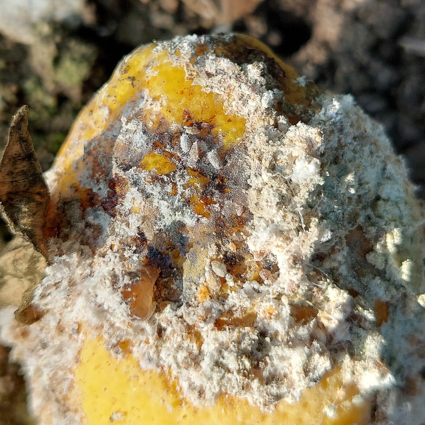 Real Good Bugs Small Growers Box - 1,000 sqft Natural Pest Defense kit