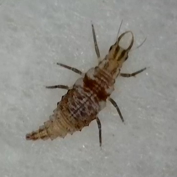 Real Good Bugs Small Growers Box - 1,000 sqft Natural Pest Defense kit