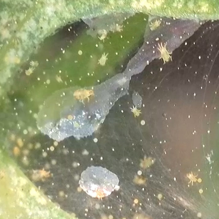 Real Good Bugs Small Growers Box - 1,000 sqft Natural Pest Defense kit