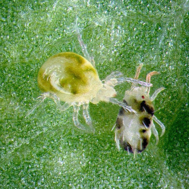 Predatory Mites Boost - Seasonal Blend for Pest Mite & Thrips Control ...