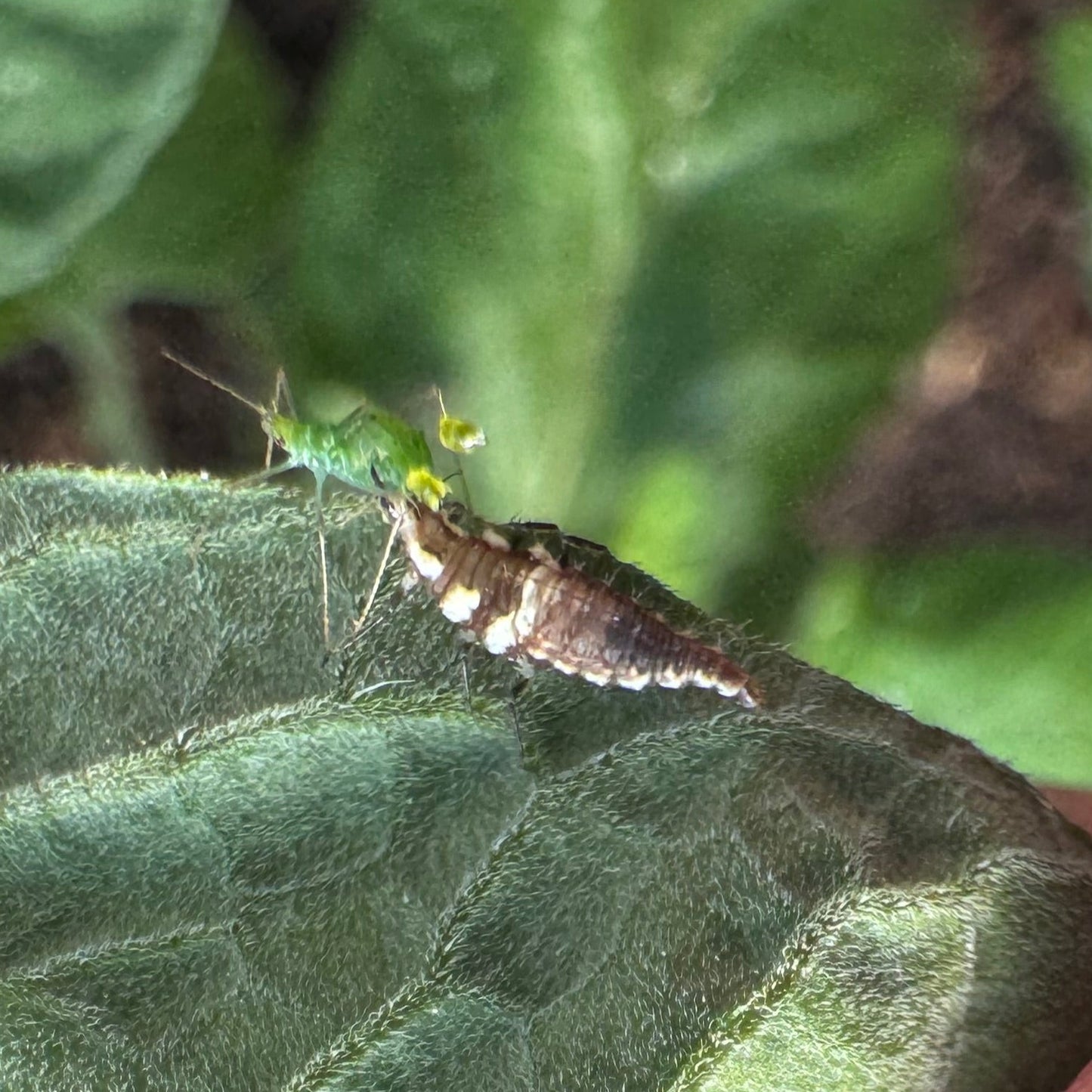 Real Good Bugs Small Growers Box - 1,000 sqft Natural Pest Defense kit