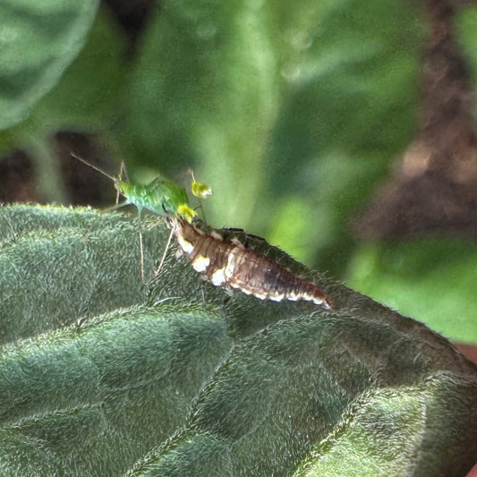 Green Lace Wing Larvae/Eggs - Box add-on
