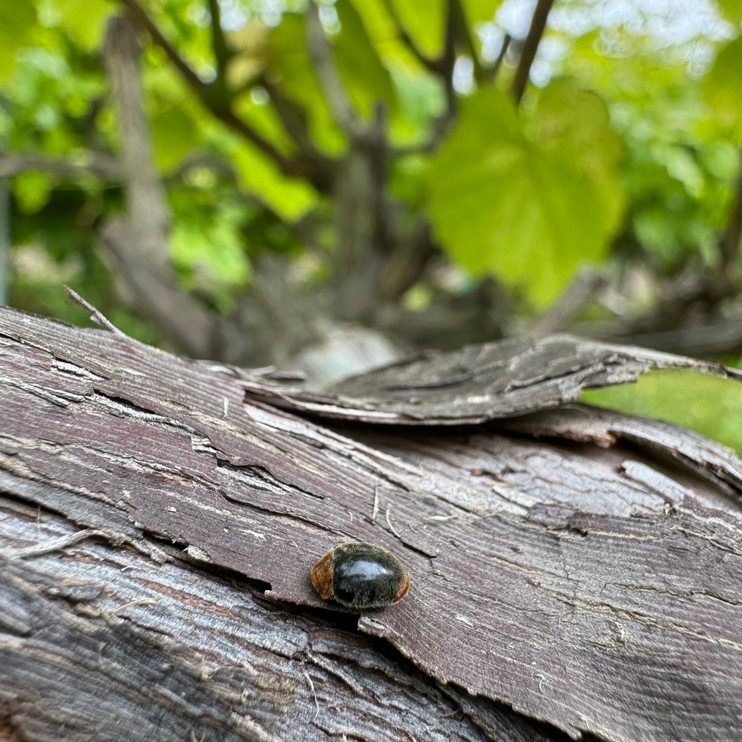 Cryptolameus "Mealybug Destroyer" Beetle Boost - Mealybug Suppression