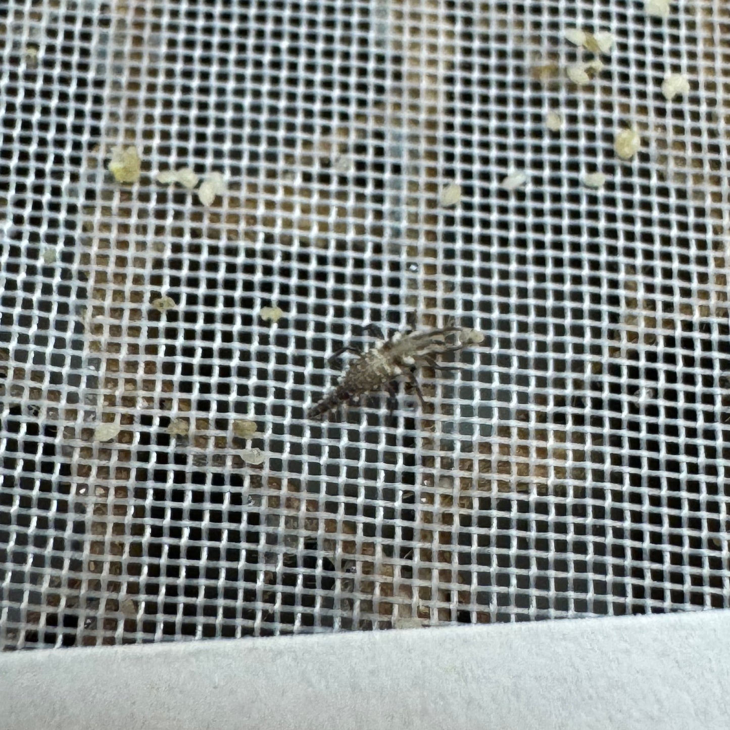 Green Lace Wing Larvae/Eggs - Box add-on