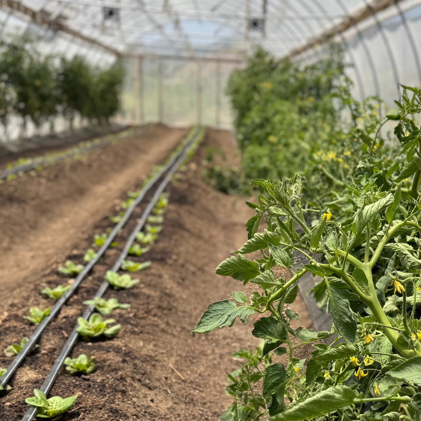 Real Good Bugs Small Growers Box - 1,000 sqft Natural Pest Defense kit