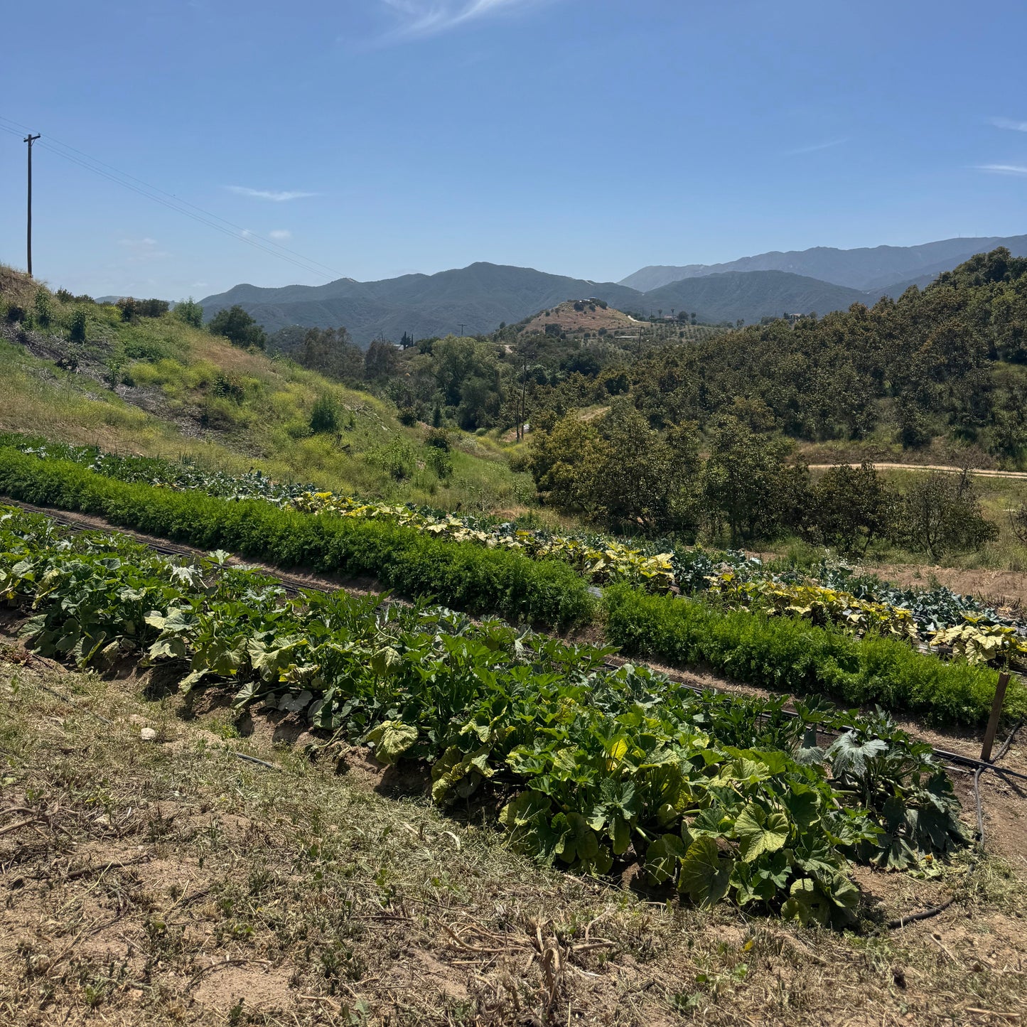 Real Good Bugs Small Growers Box - 1,000 sqft Natural Pest Defense kit