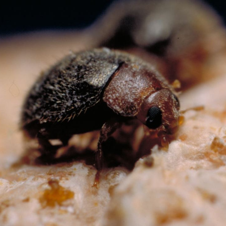 Lindorus "Scale Destroyer" Beetle Boost - Armored Scale Suppression